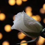 Qu'est ce qu'une fleur séchée ?