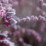 jardin en hiver