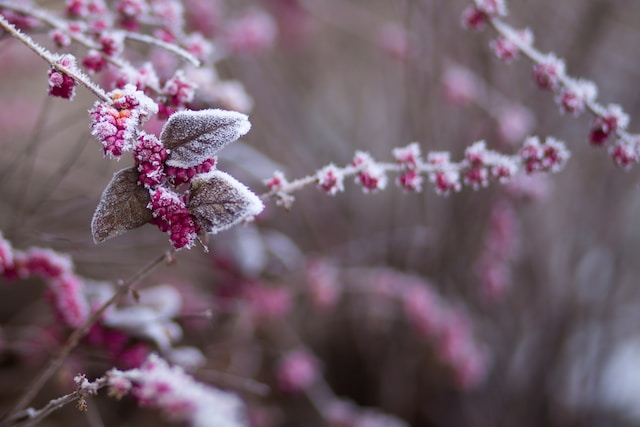 jardin en hiver