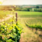 Routes des vins