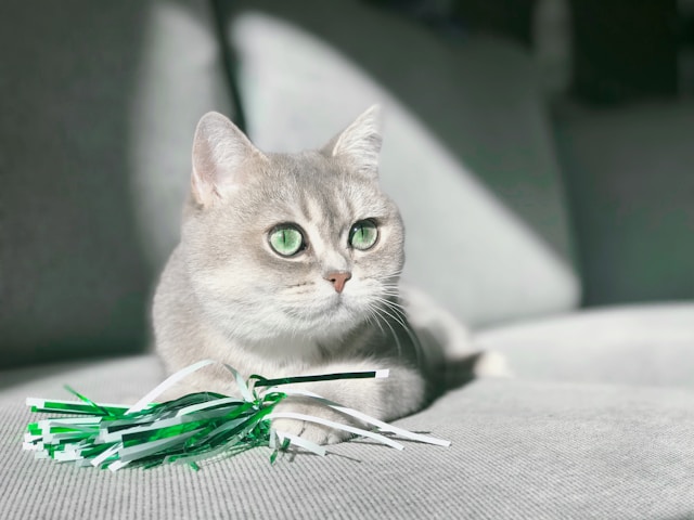 jouets interactifs pour chats