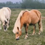 races de chevaux