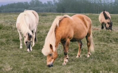 races de chevaux