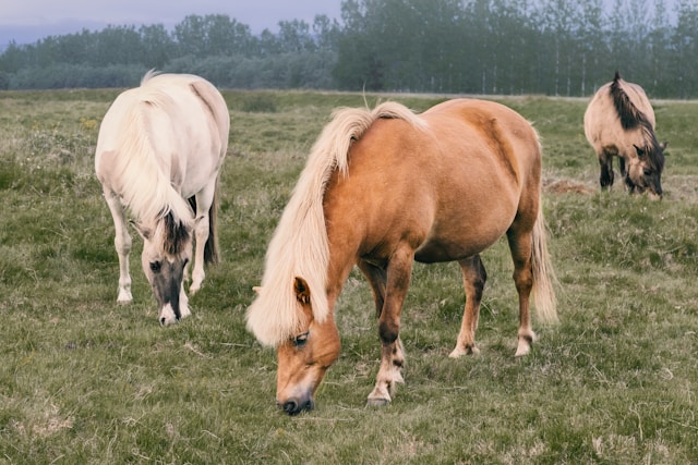 races de chevaux