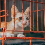 la protection animale