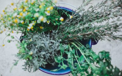 plantes médicinales