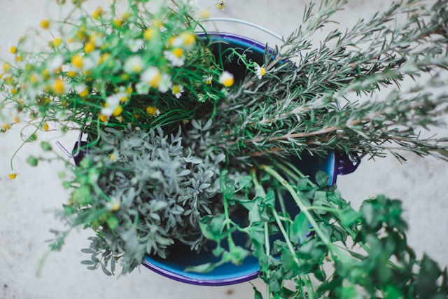 plantes médicinales